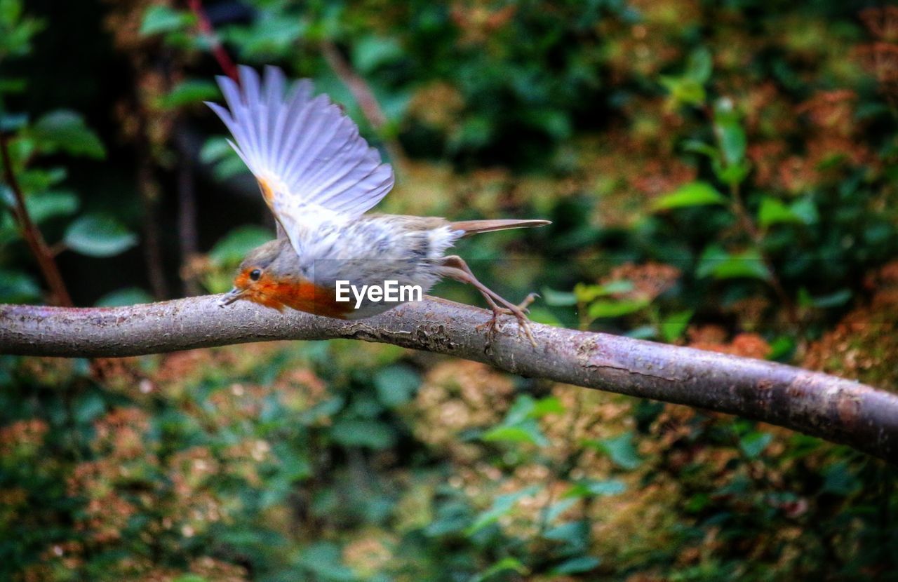 Close-up of bird flying against trees