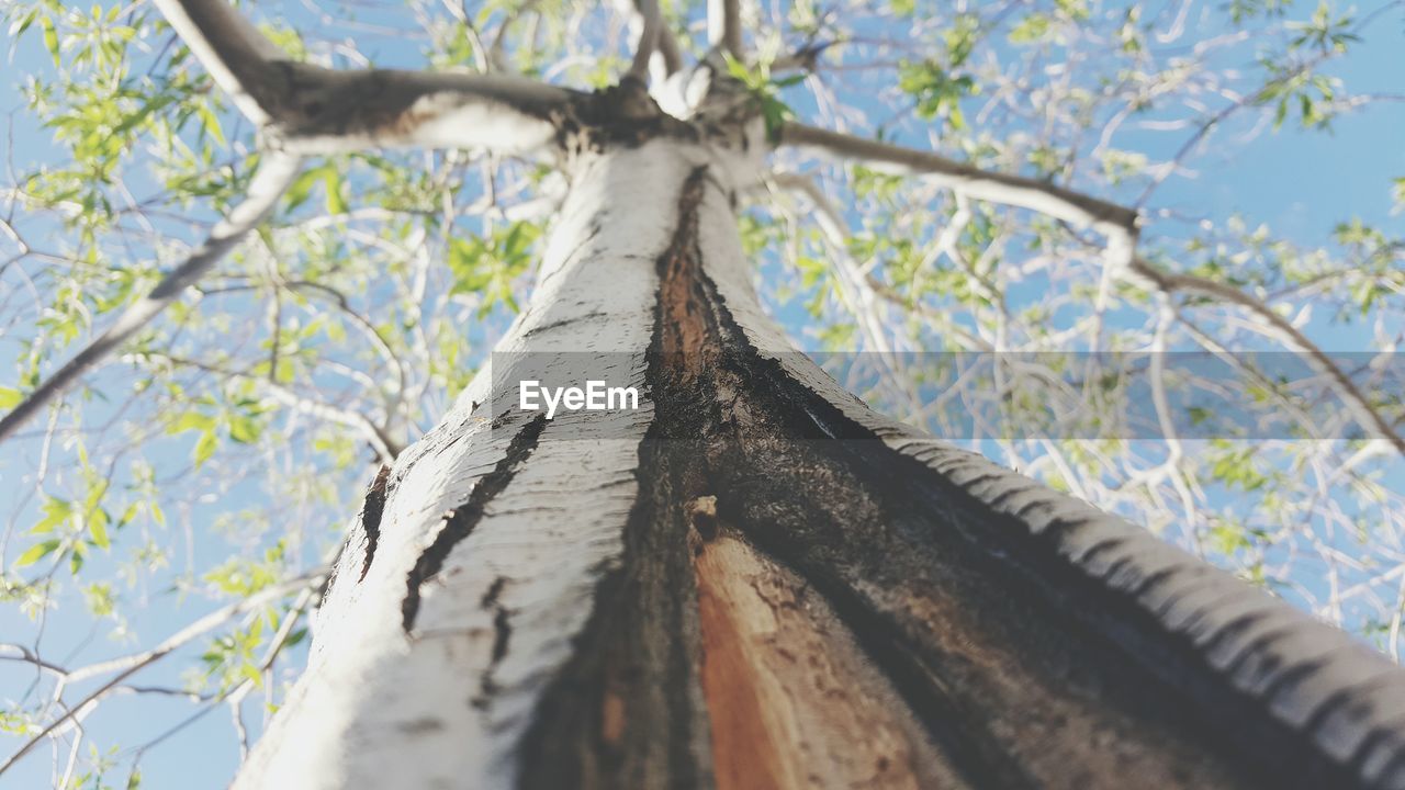 Low angle view of tree against sky