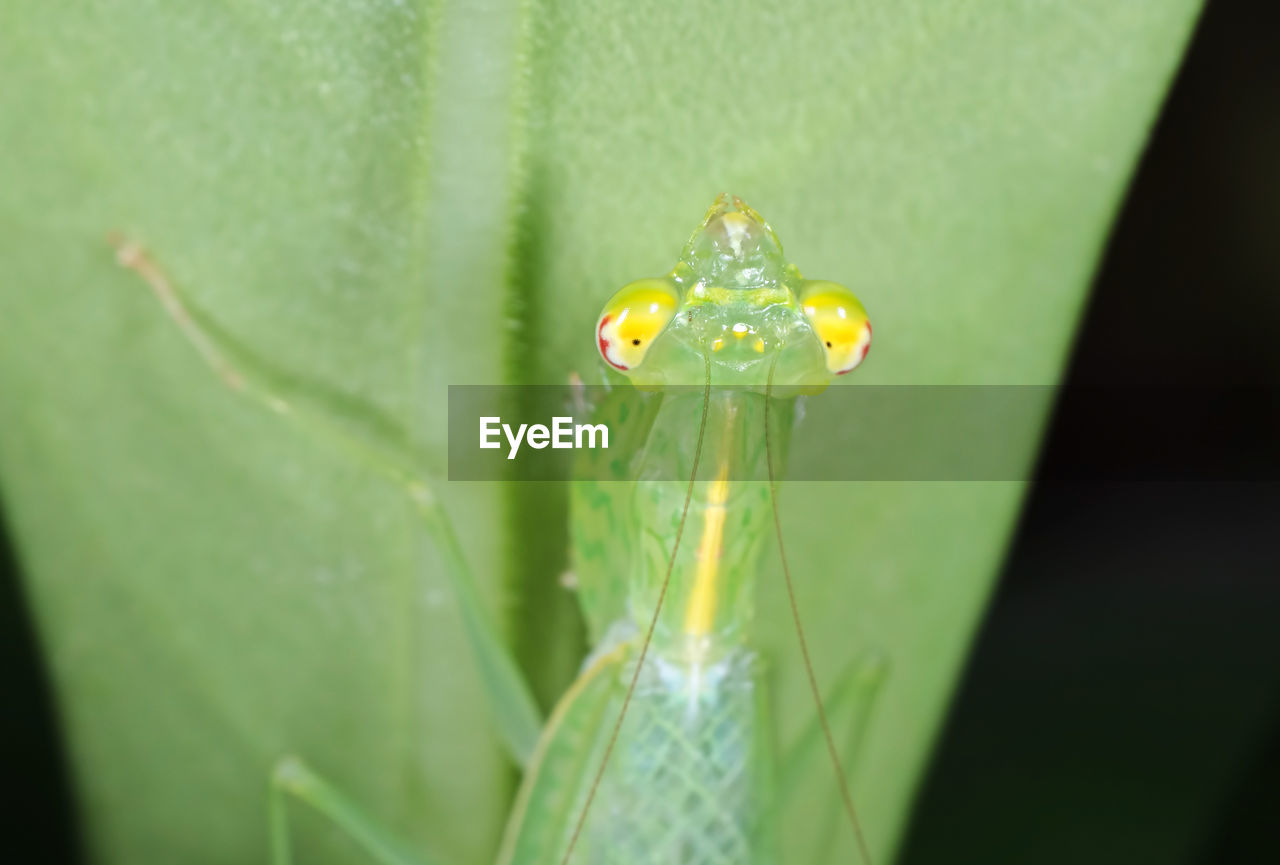 Extreme close-up of insect on plant