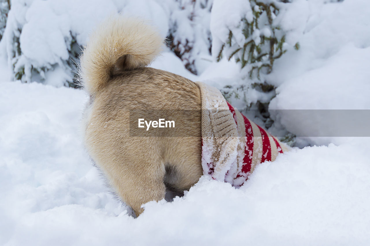 Dog pug with sweater burrows headfirst in deep snow