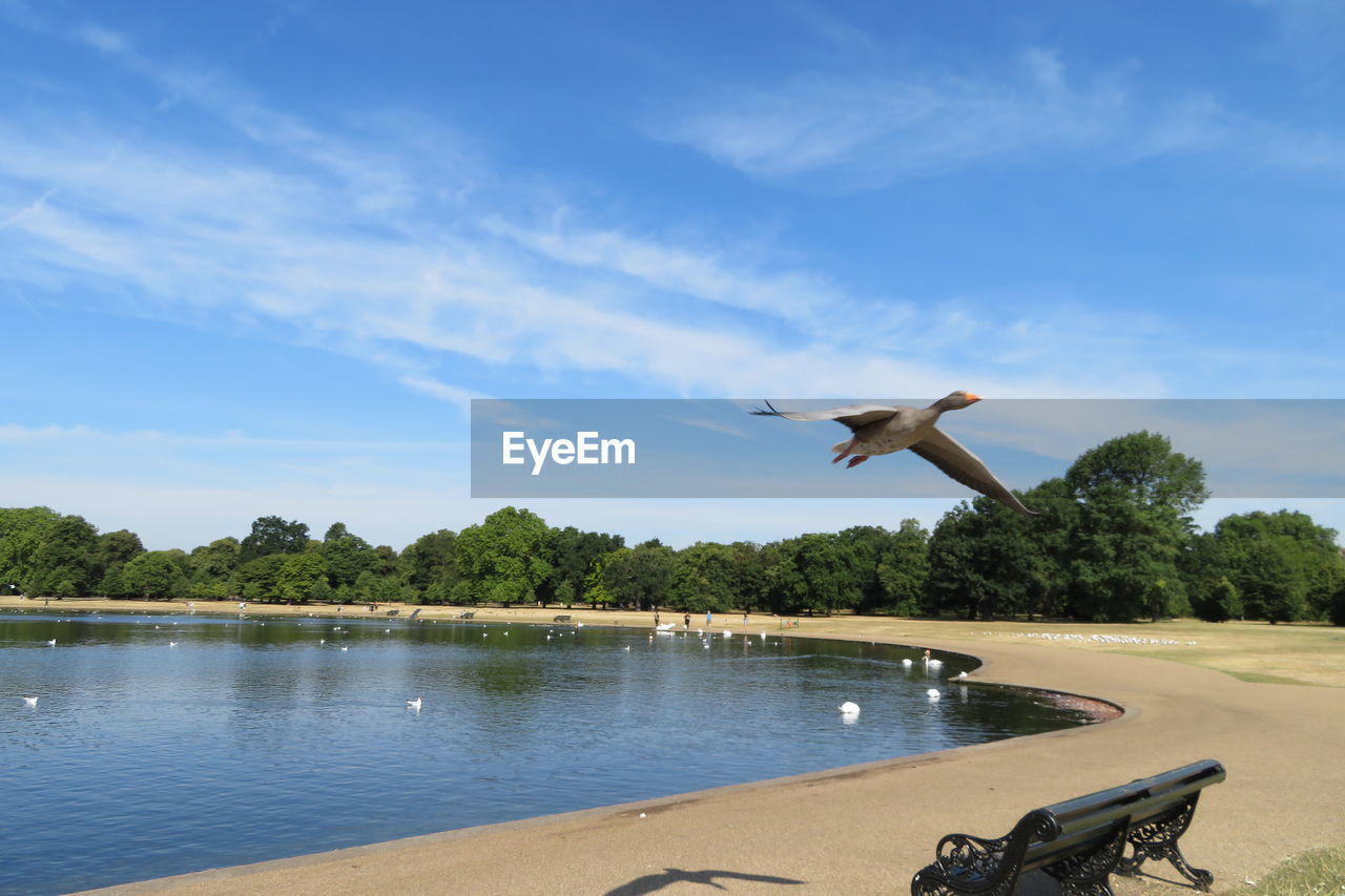 Bird flying at beach against sky