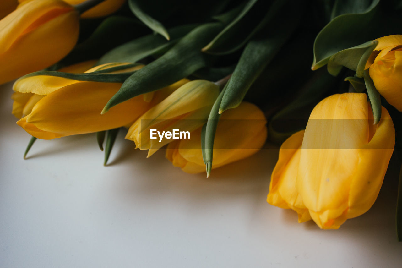 Close-up of yellow tulips on plant