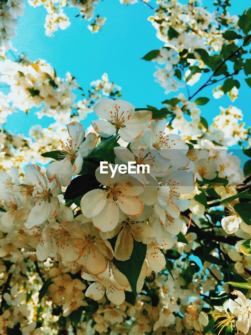 Close-up of apple blossoms in spring