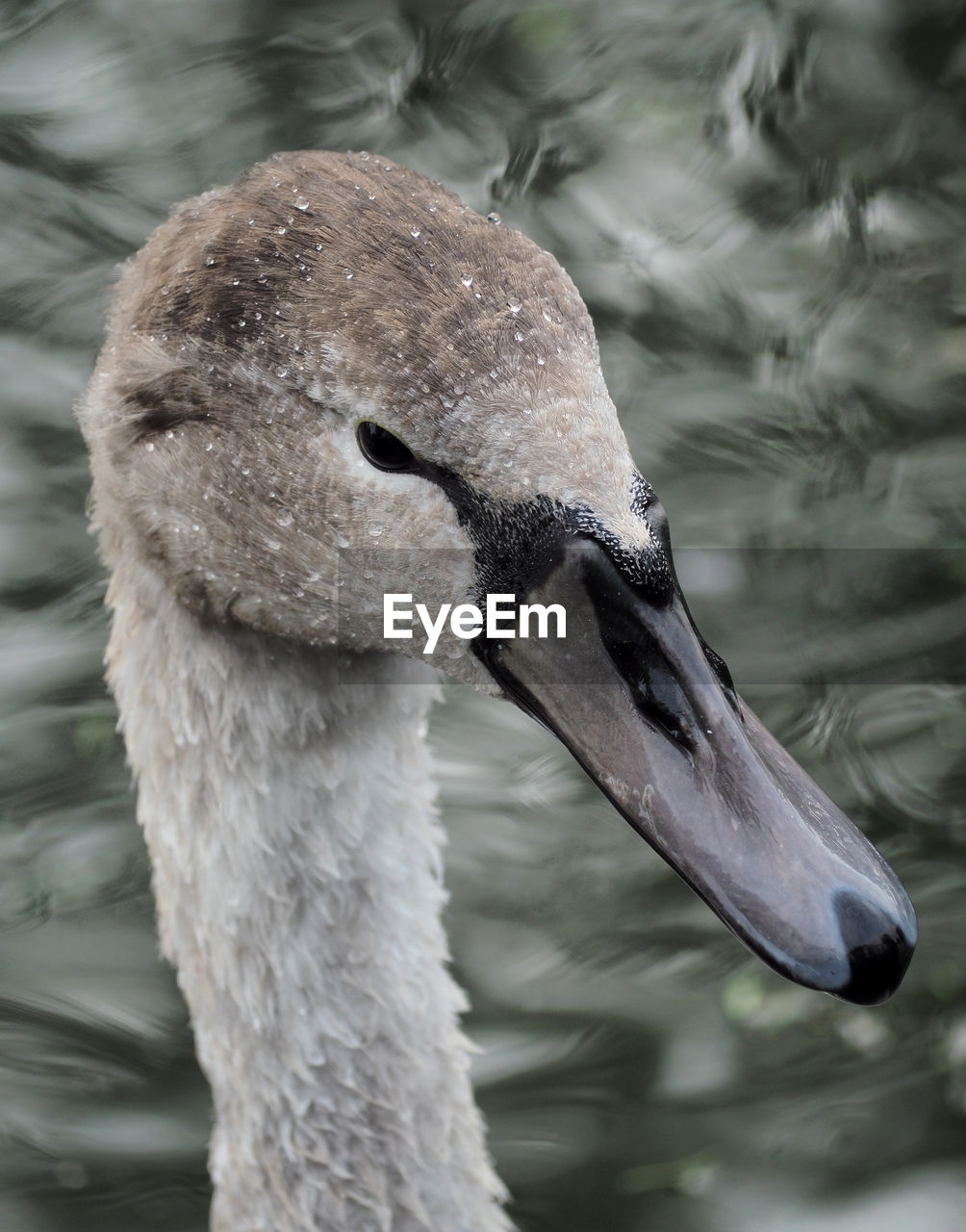 CLOSE-UP OF SWAN ON LAKE