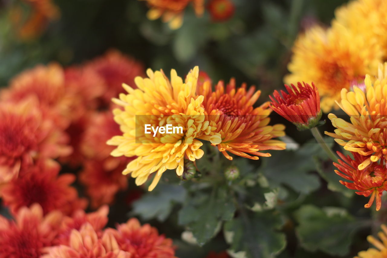 flower, flowering plant, plant, beauty in nature, freshness, nature, close-up, flower head, fragility, growth, petal, yellow, inflorescence, no people, focus on foreground, macro photography, outdoors, multi colored, chrysanths, orange color, plant part, day, leaf, wildflower, calendula, blanket flowers, red, botany