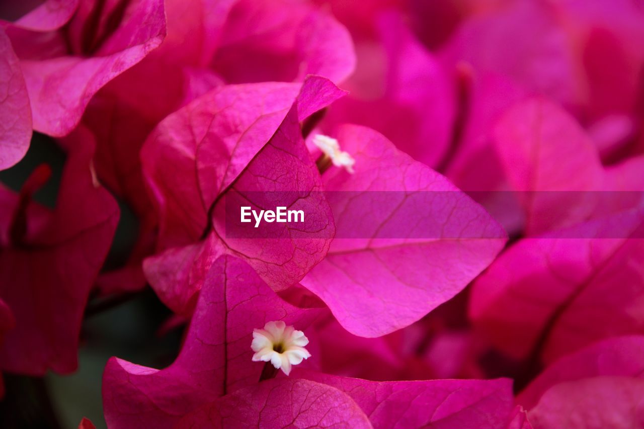 Close-up of pink flowering plant leaves