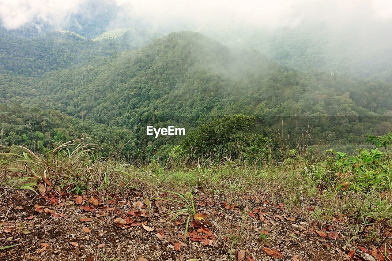 Scenic view of landscape during foggy weather