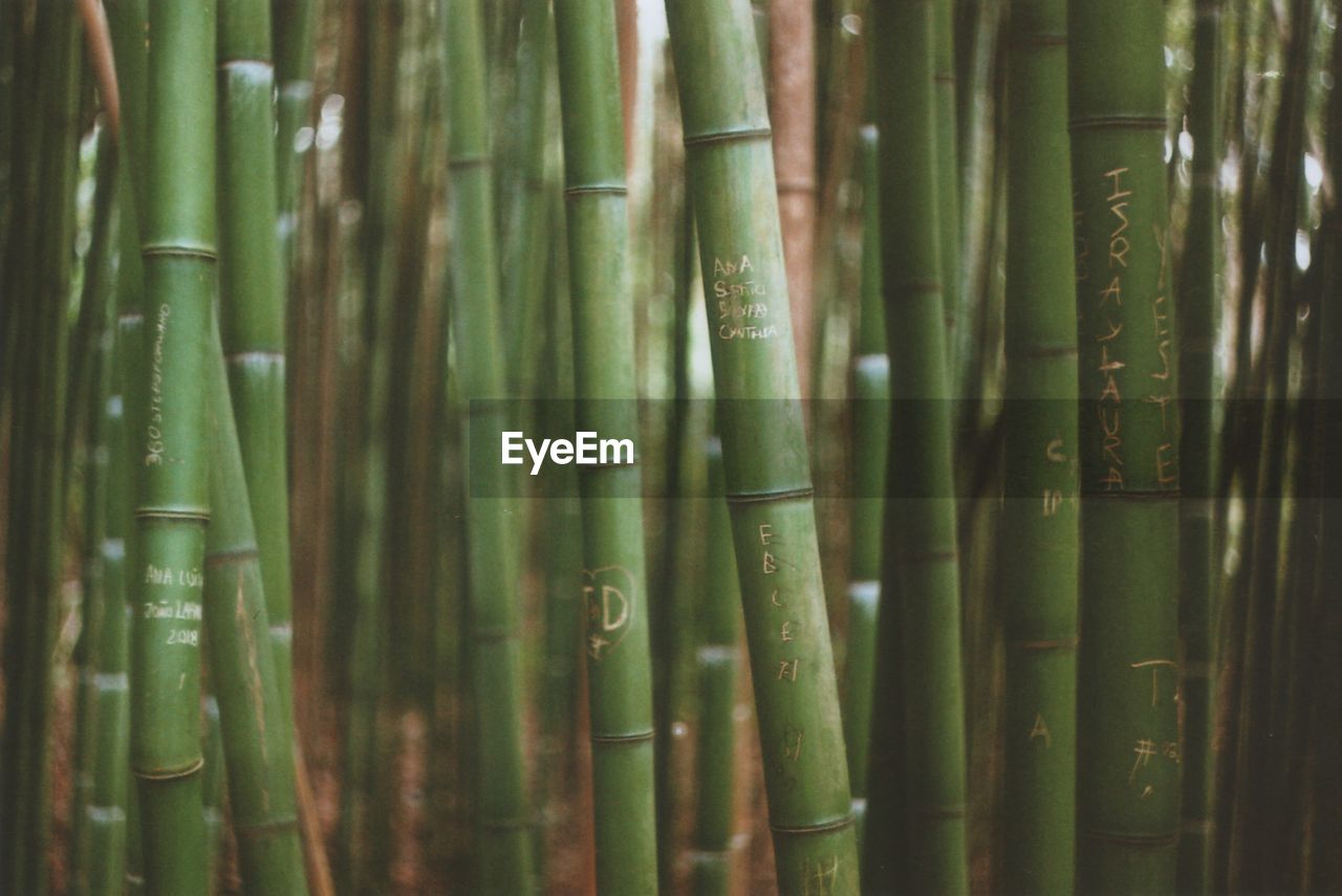 Full frame shot of bamboo plants in forest