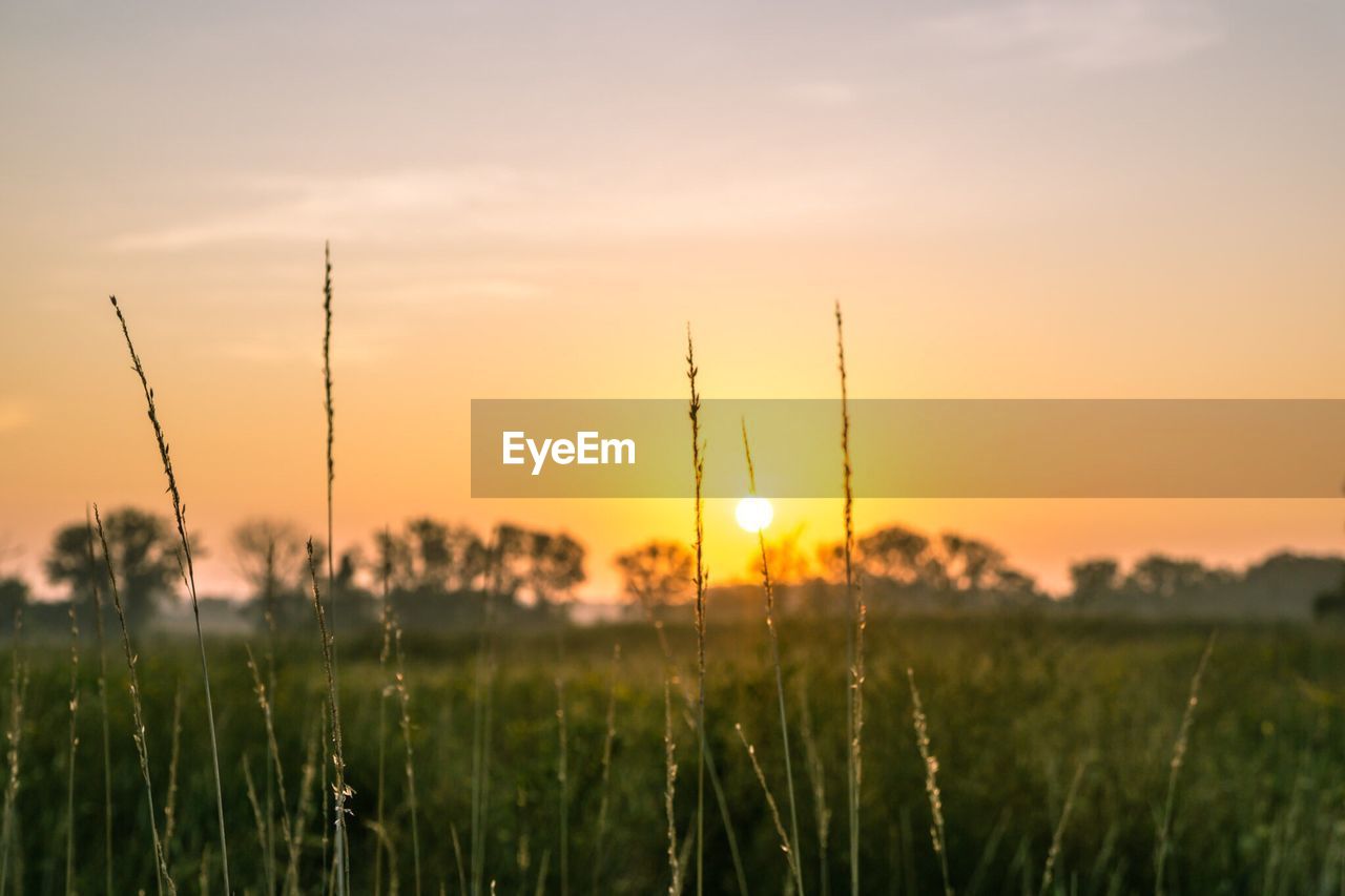 Plants growing in field against orange sky