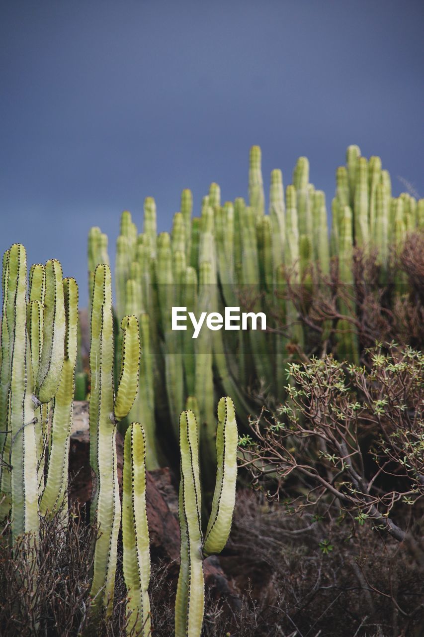 CLOSE-UP OF SUCCULENT PLANTS ON FIELD AGAINST SKY