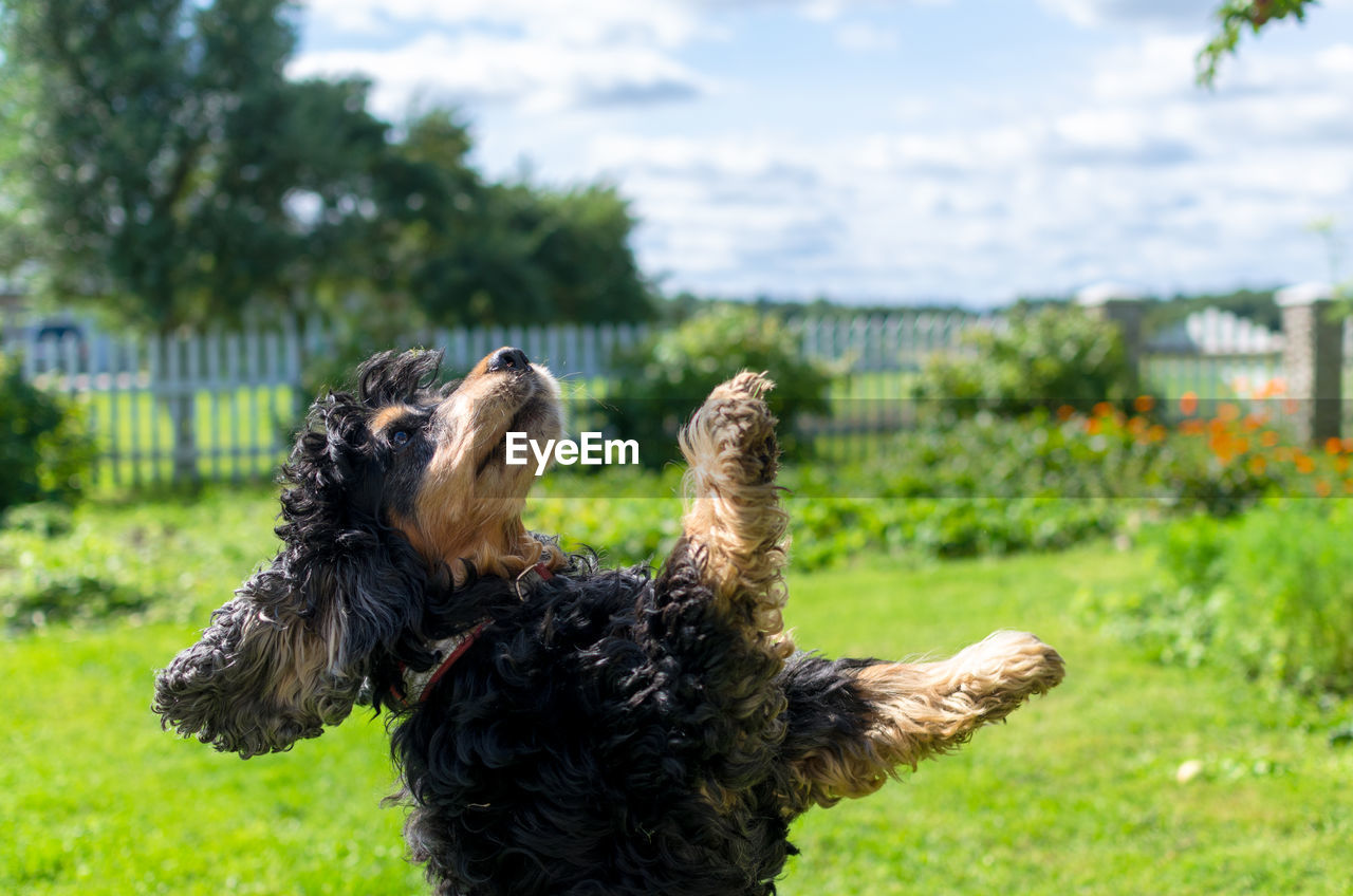 Playful cocker spaniel dog in the back yard