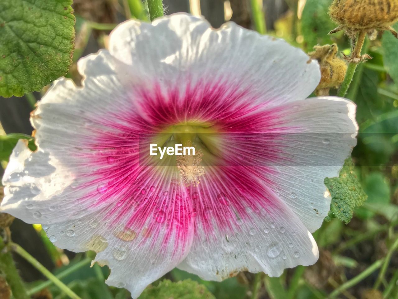 CLOSE-UP OF WATER DROPS ON HIBISCUS