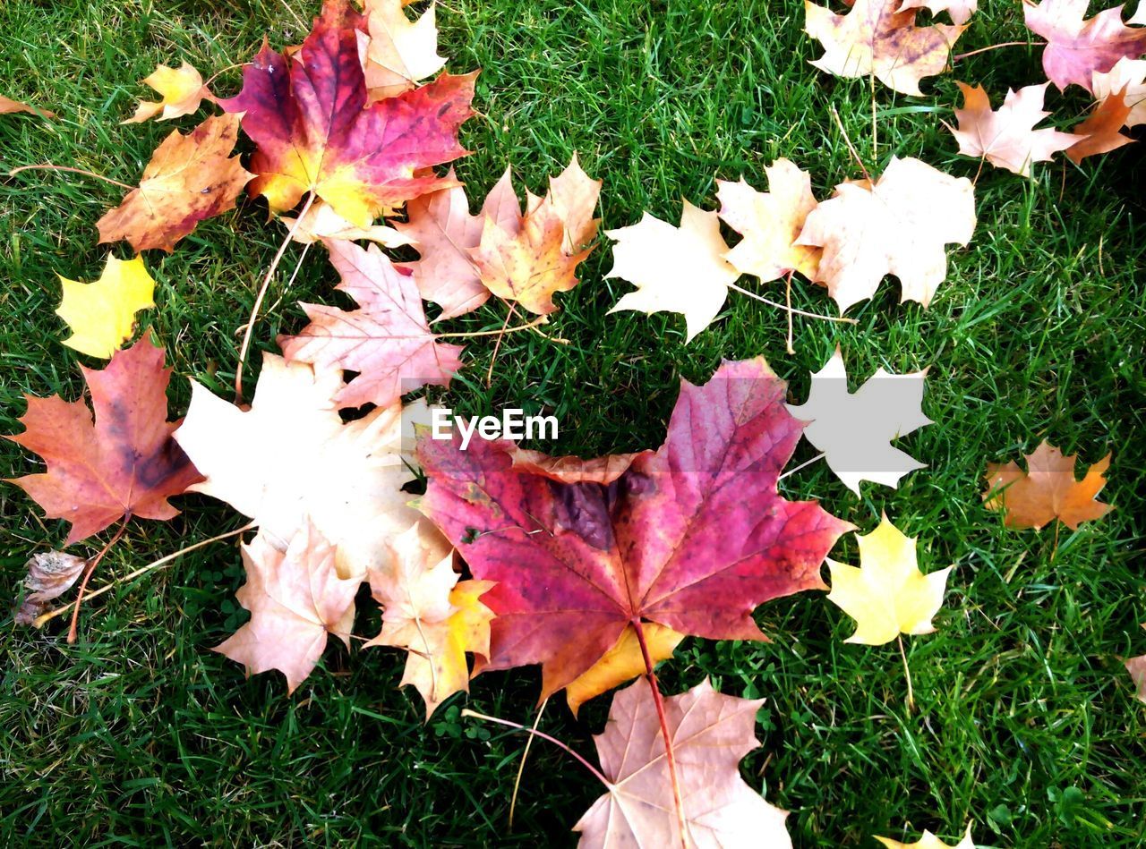 HIGH ANGLE VIEW OF AUTUMNAL LEAVES ON FIELD