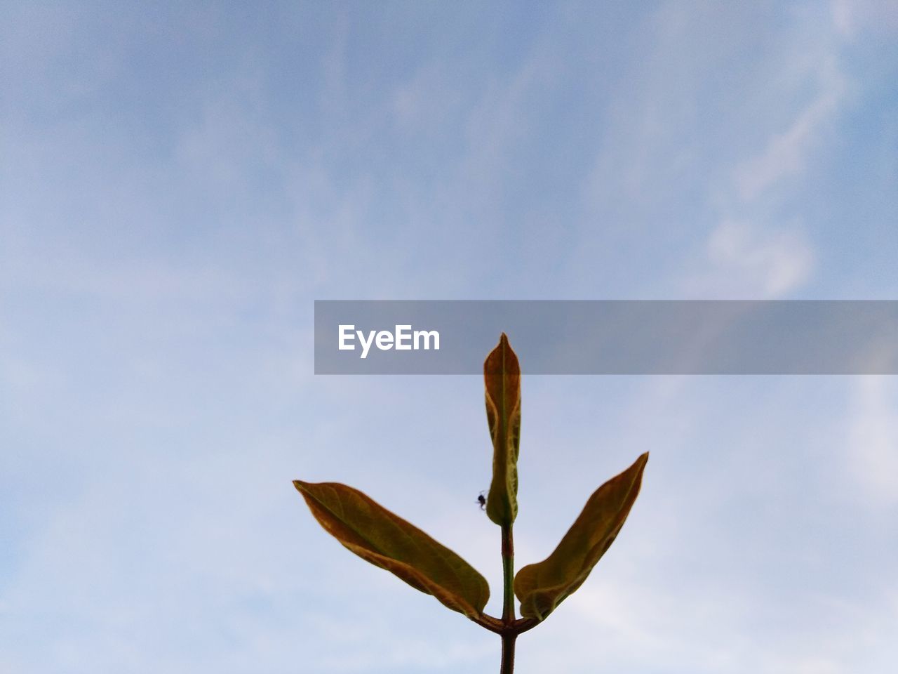 Low angle view of plant against sky