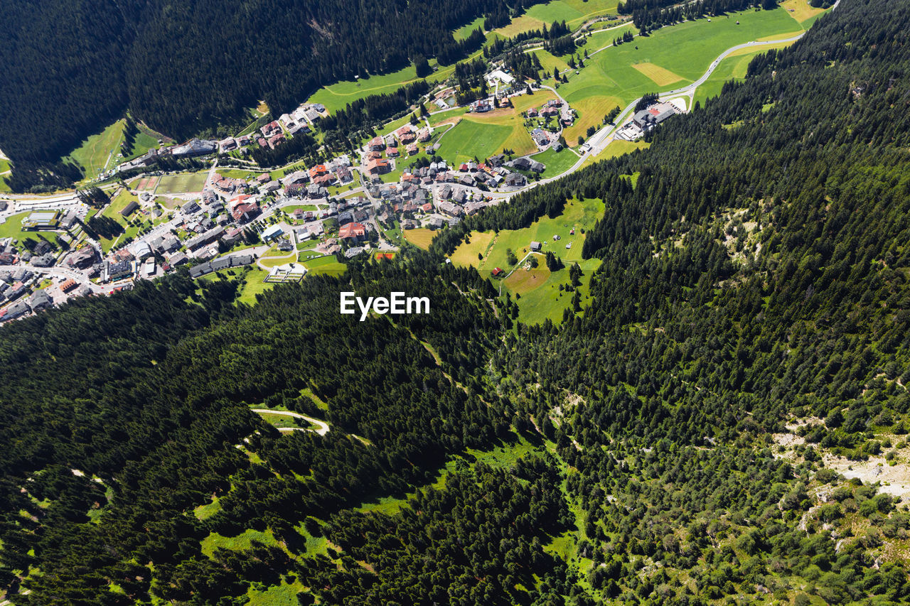 HIGH ANGLE VIEW OF PLANTS GROWING ON FIELD