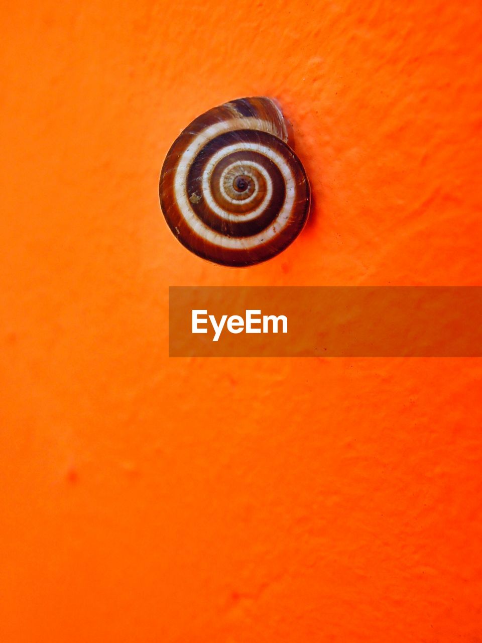 Snail on orange wall