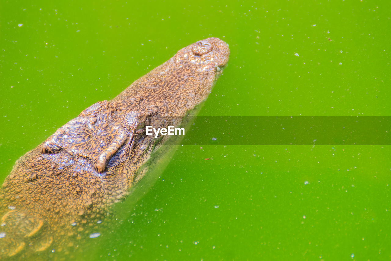 CLOSE-UP OF LIZARD