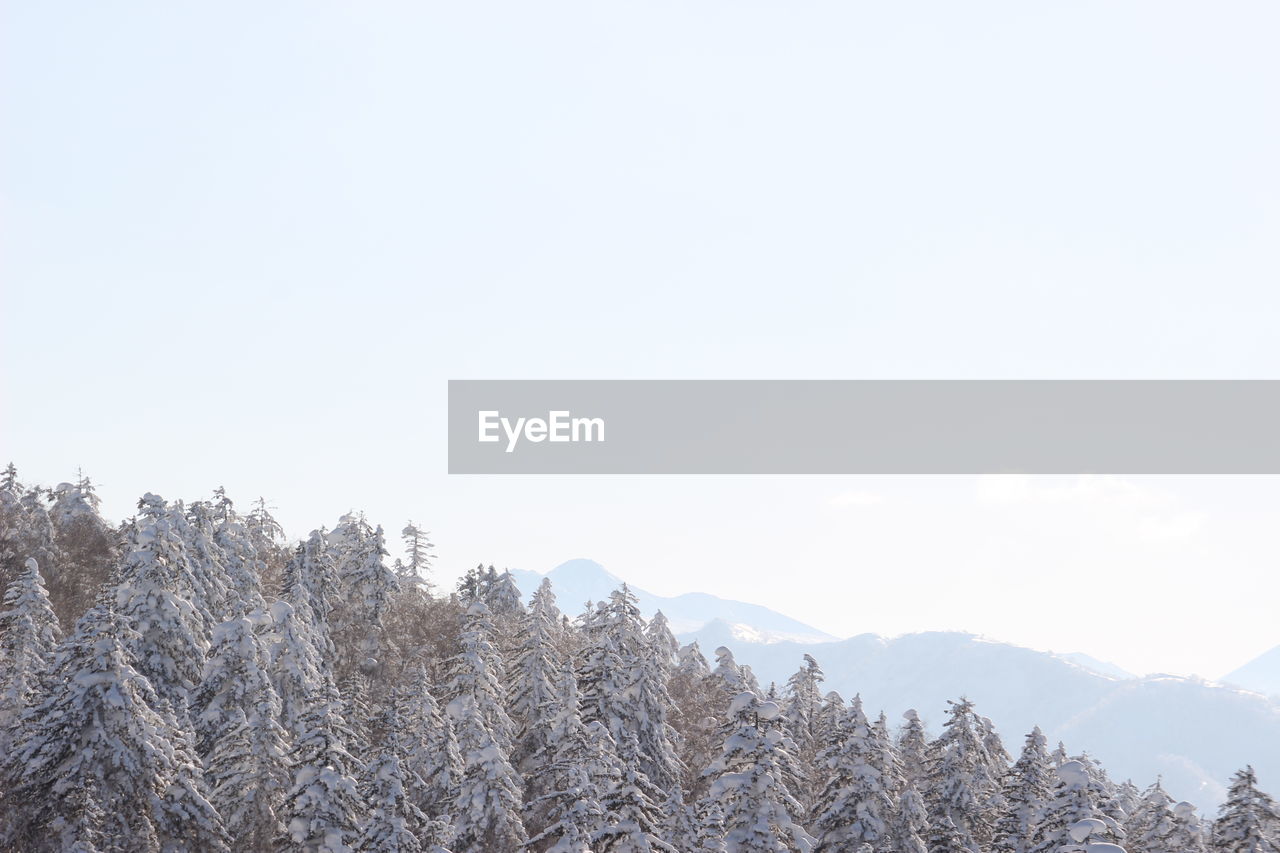 Trees on snow covered landscape against sky