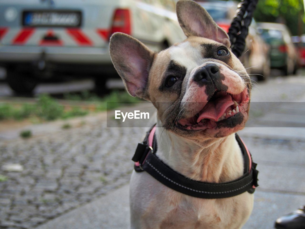 Close-up of a dog looking away