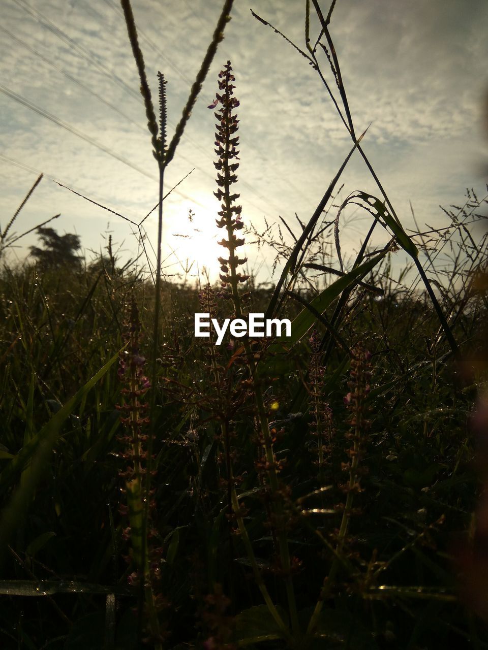 CLOSE-UP OF PLANTS GROWING IN FIELD AGAINST SKY