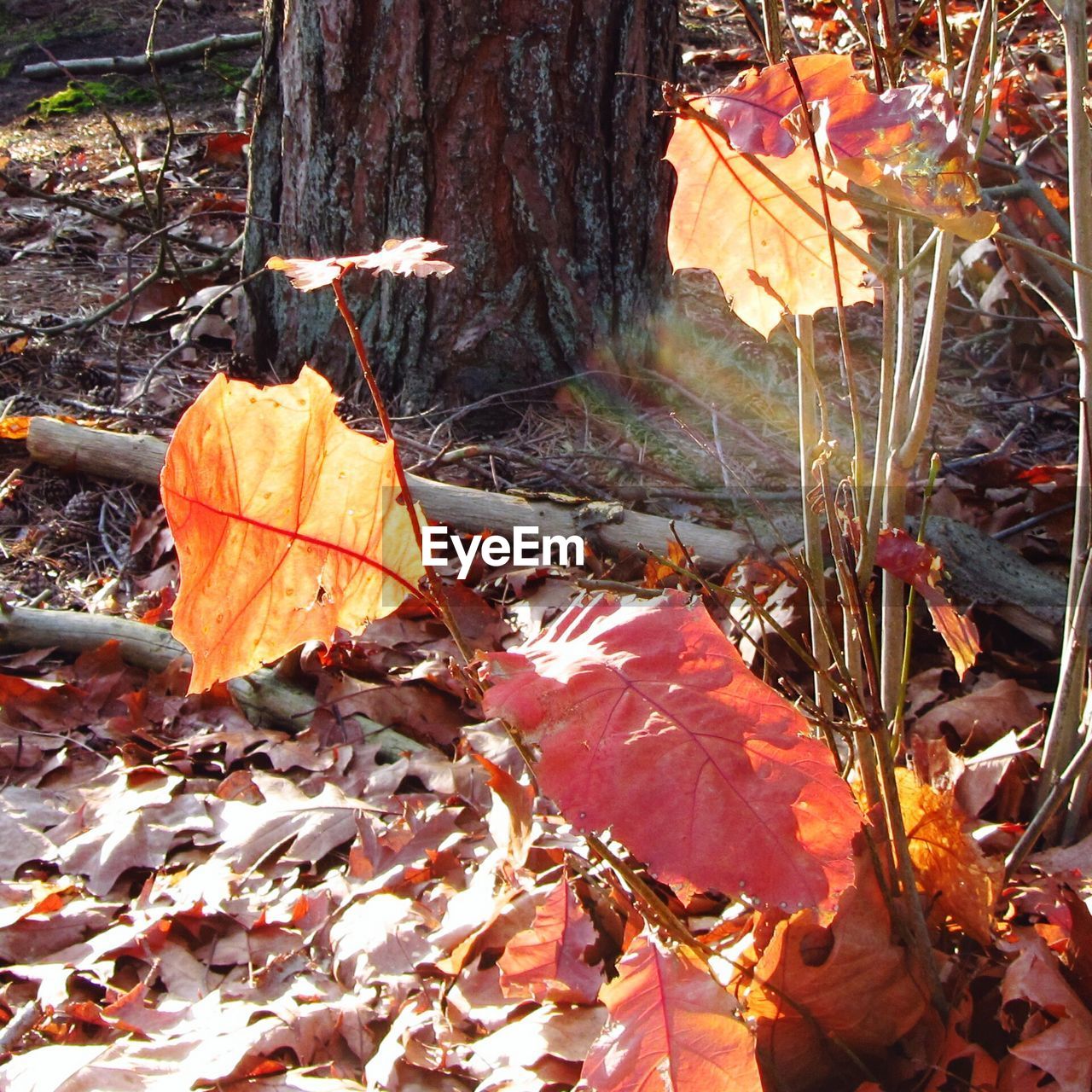 CLOSE-UP OF MAPLE LEAVES ON TREE TRUNK