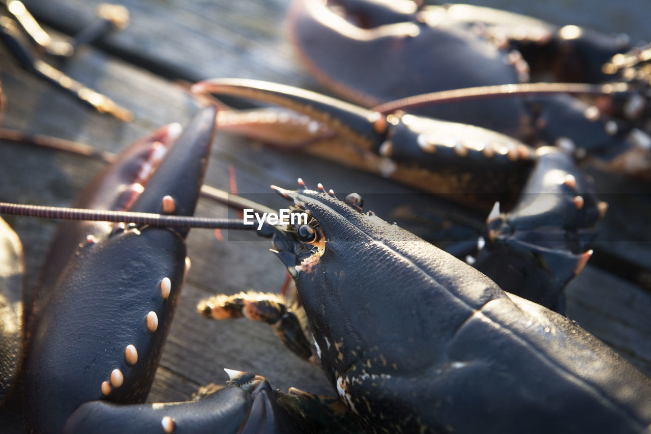 Crayfish on jetty