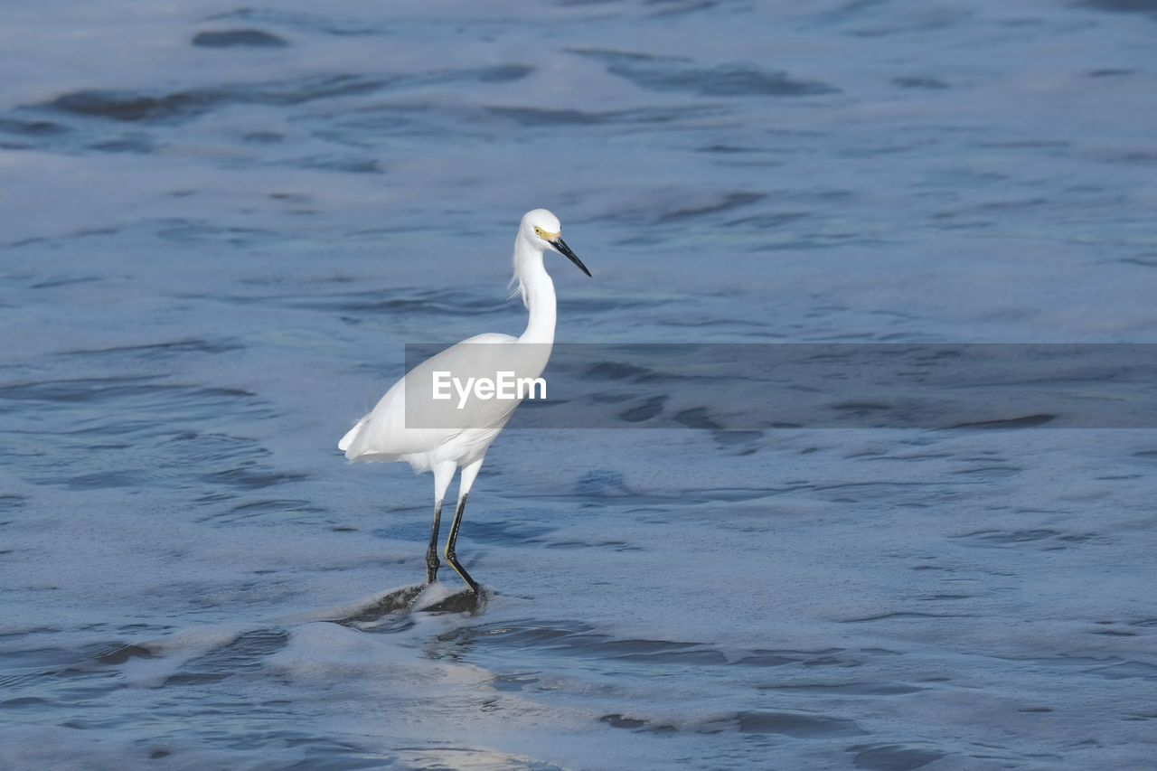 BIRD ON A SEA