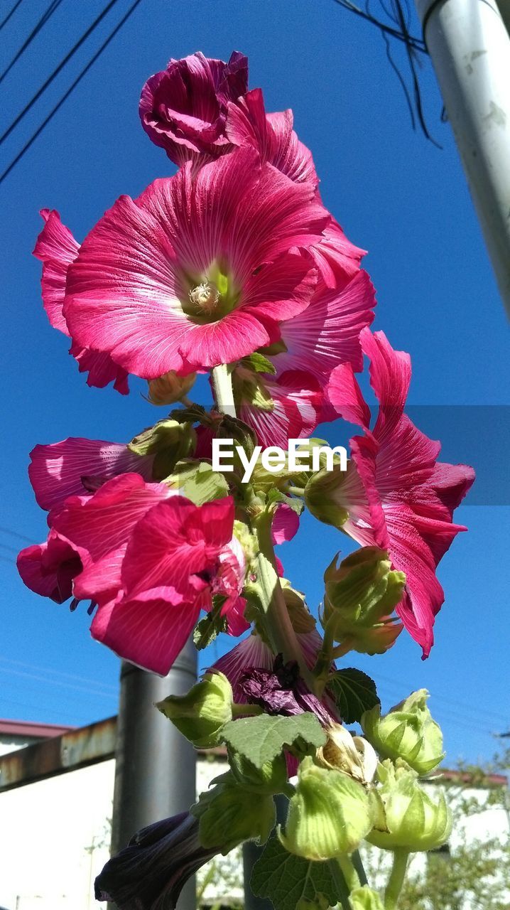 LOW ANGLE VIEW OF PINK FLOWERS BLOOMING