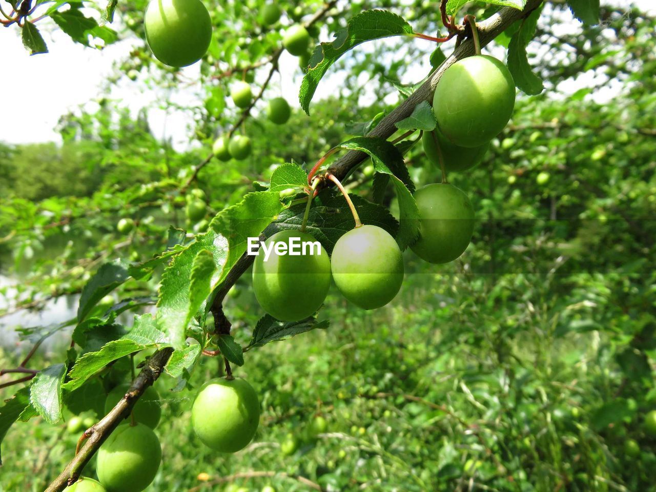 Close-up of apples in vineyard