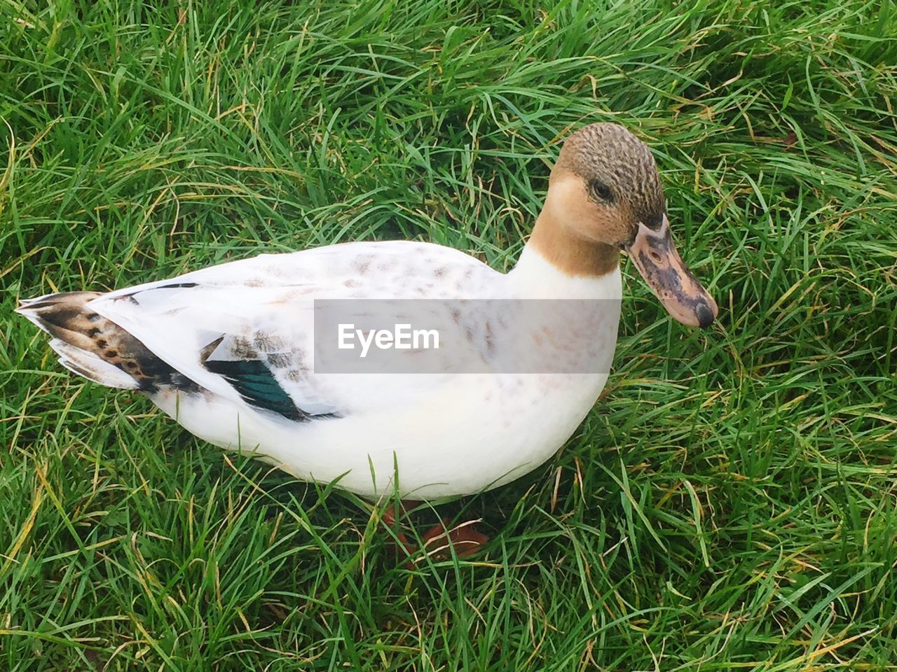 CLOSE-UP OF DUCK ON FIELD