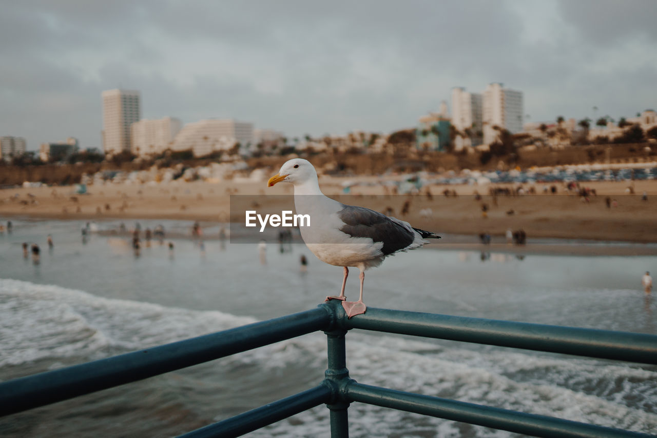 SEAGULL PERCHING ON RAILING AGAINST SKY