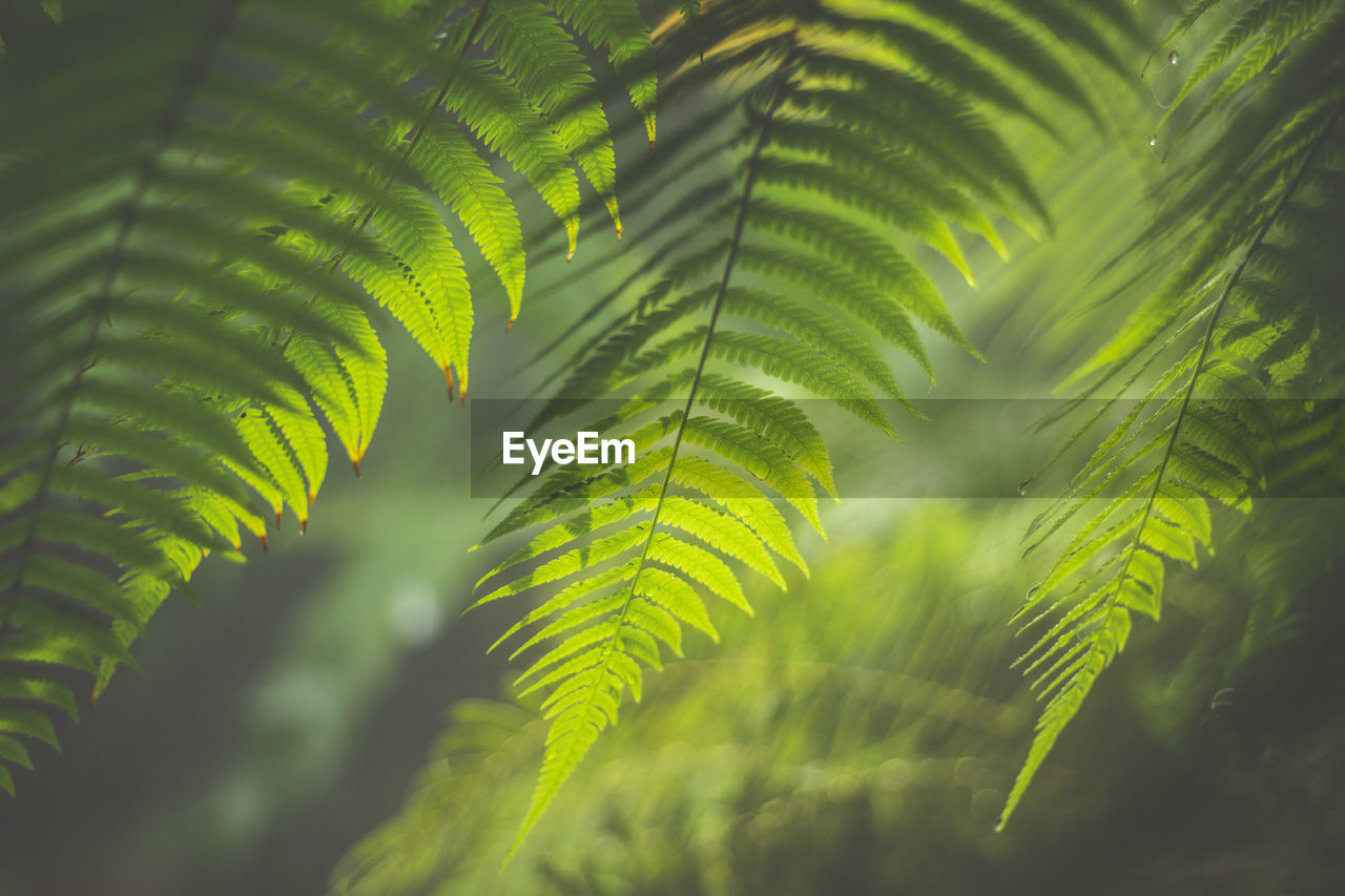 Close-up of fern leaves