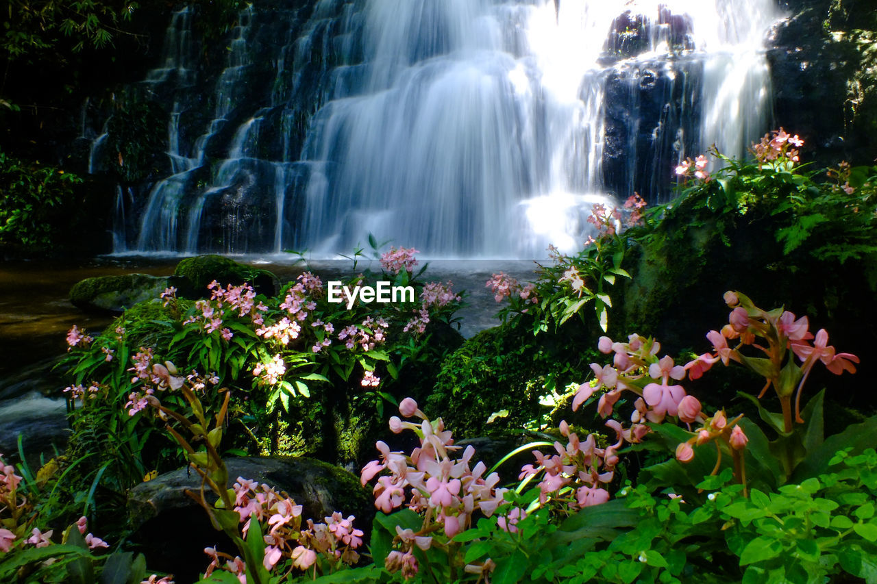 VIEW OF FLOWERS AT WATERFALL