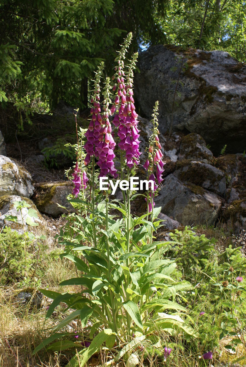 FLOWERING PLANTS