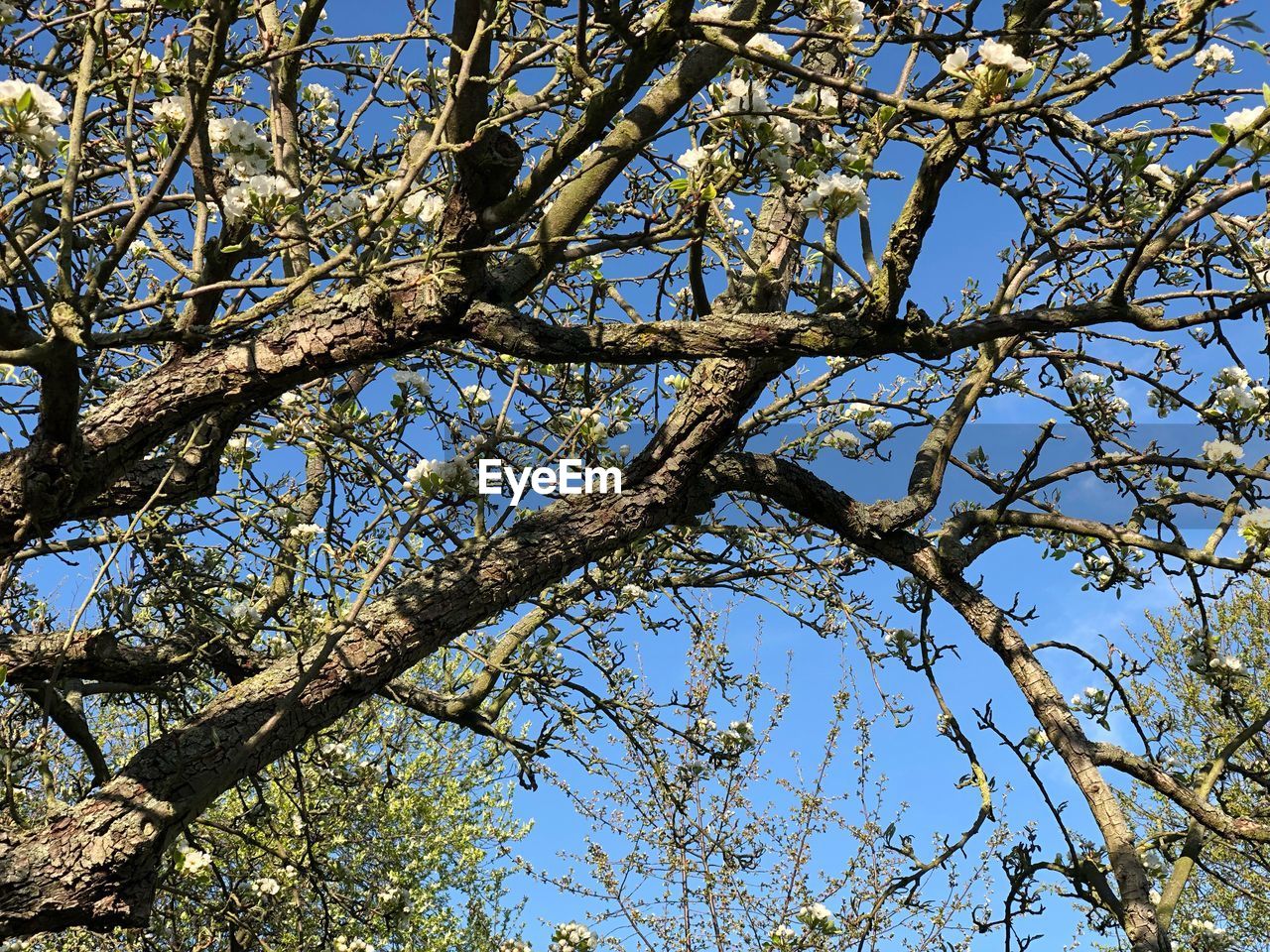 LOW ANGLE VIEW OF TREE AGAINST CLEAR SKY