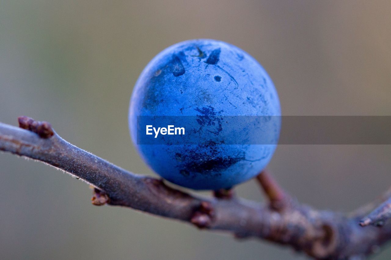 Close-up of fruits against blurred background