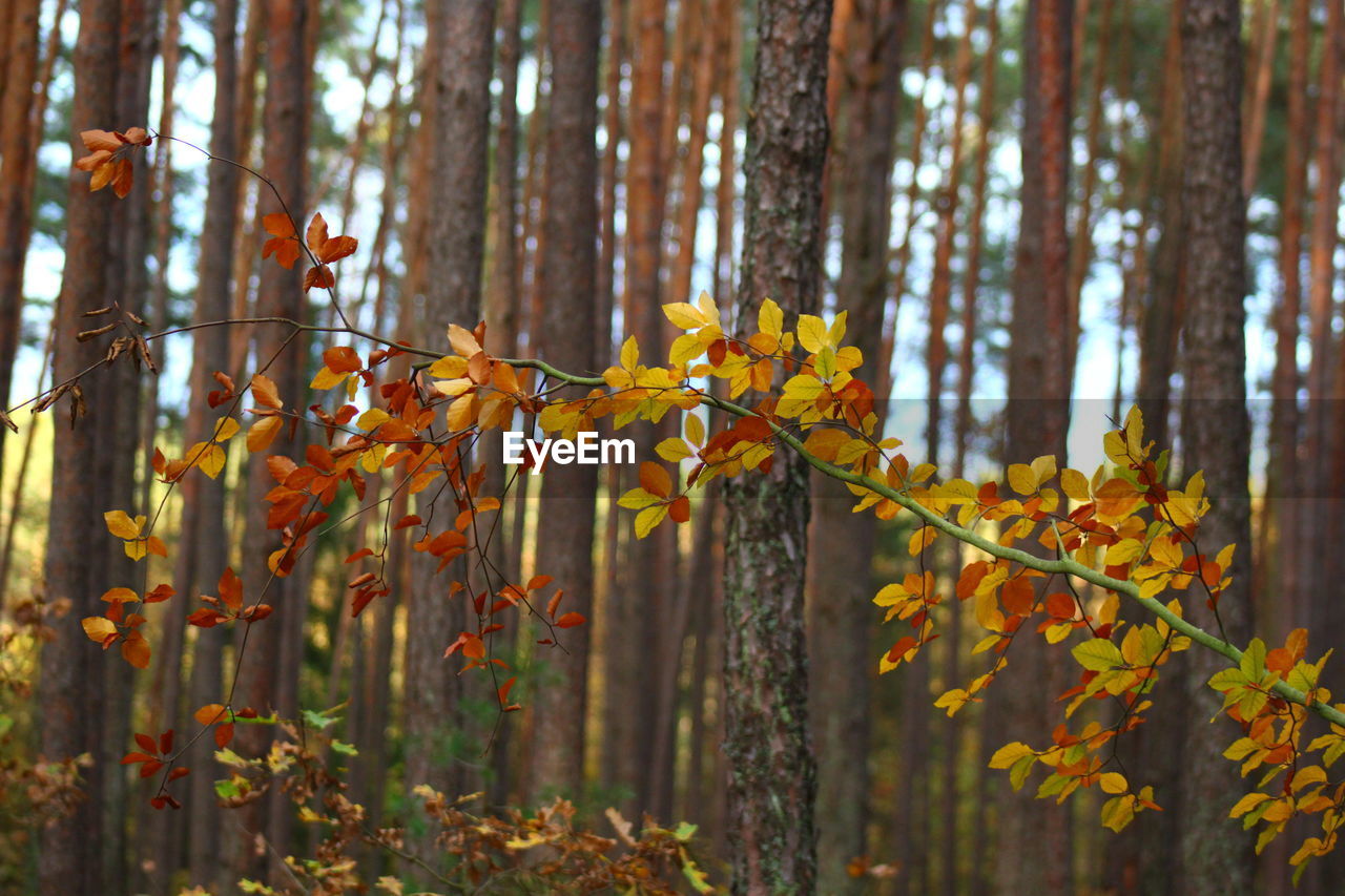 Close-up of plants growing in forest during autumn