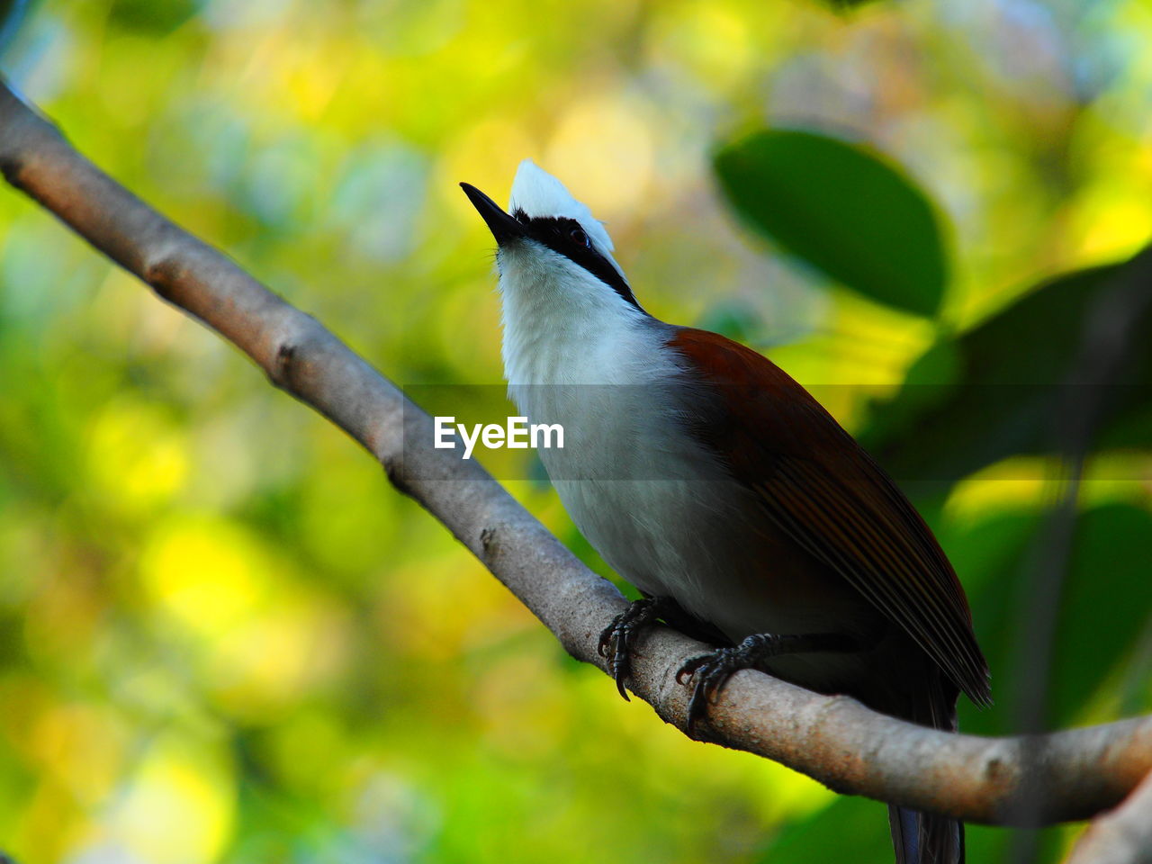 LOW ANGLE VIEW OF BIRD PERCHING ON TREE