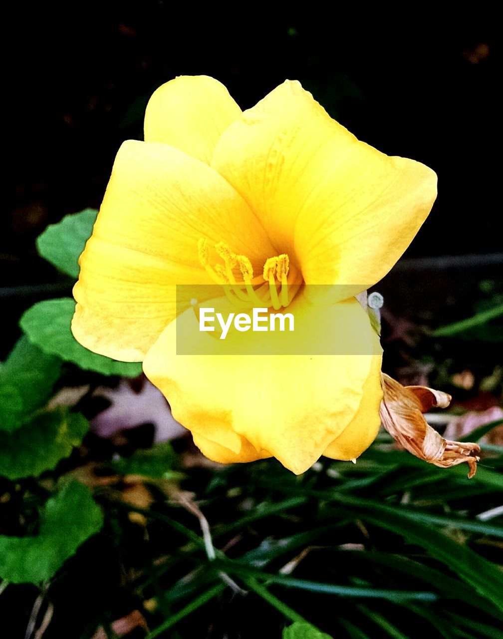 CLOSE-UP OF YELLOW FLOWERS BLOOMING OUTDOORS