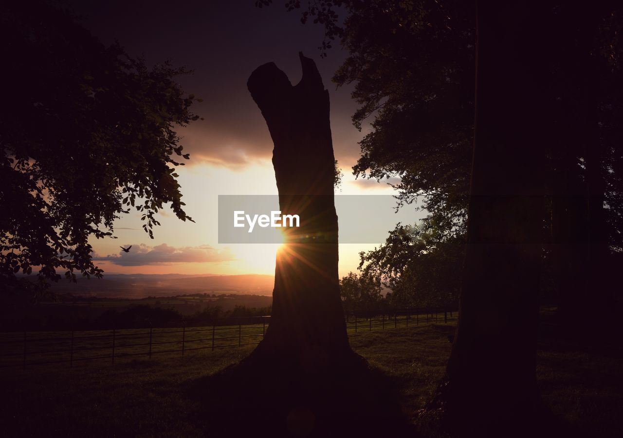 Silhouette trees on landscape against sky during sunset