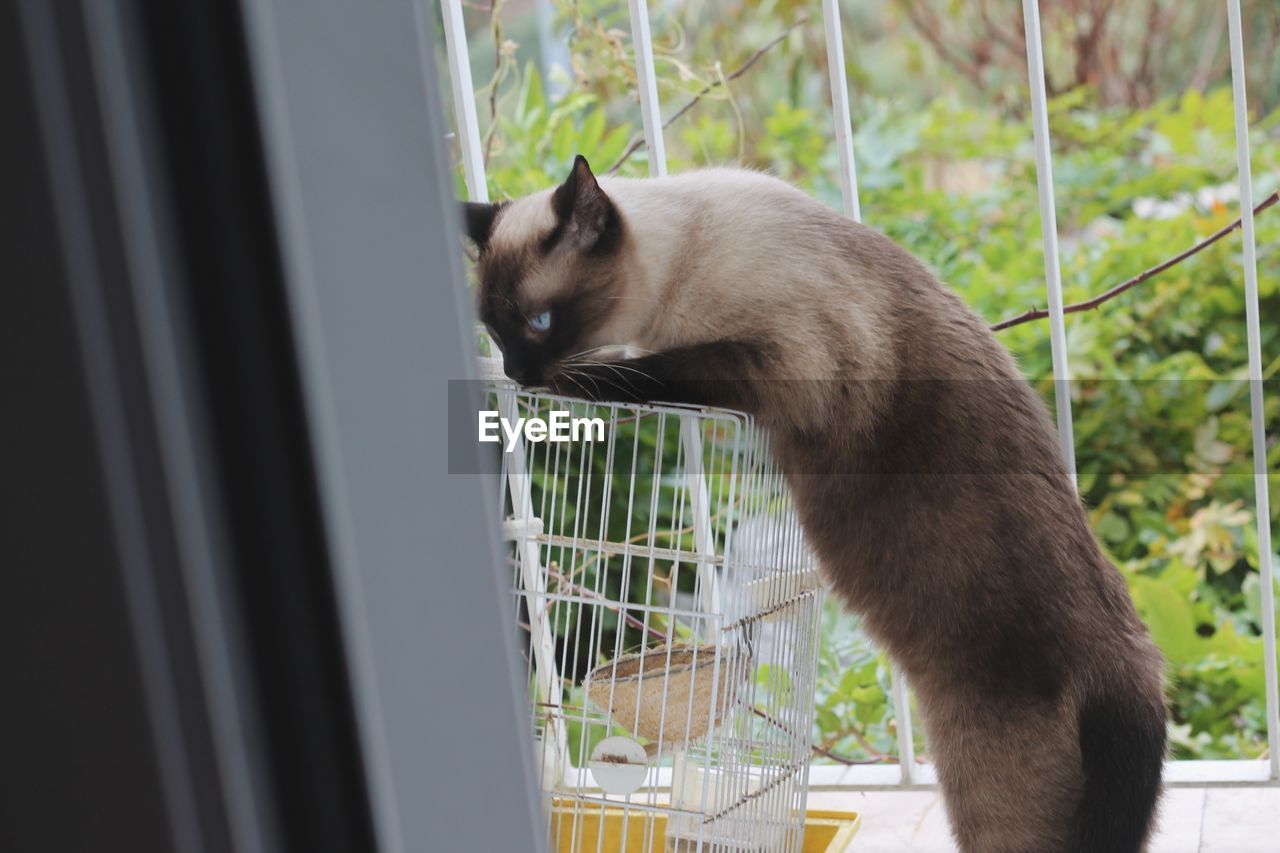 CAT LOOKING AT WINDOW