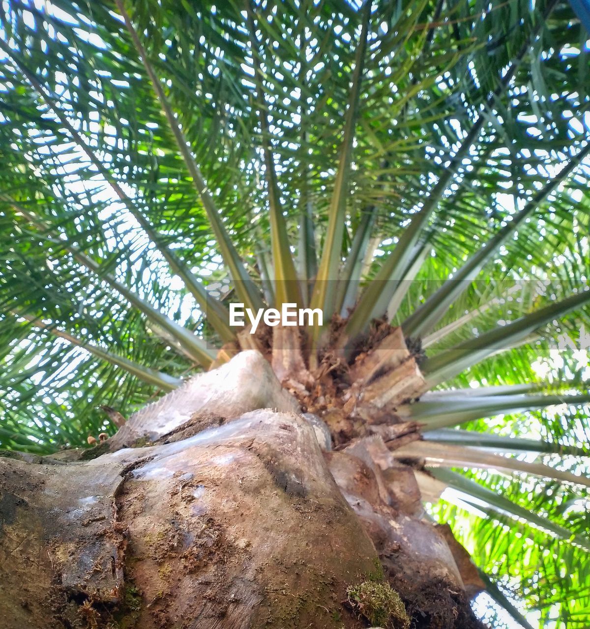 CLOSE-UP OF PALM TREE