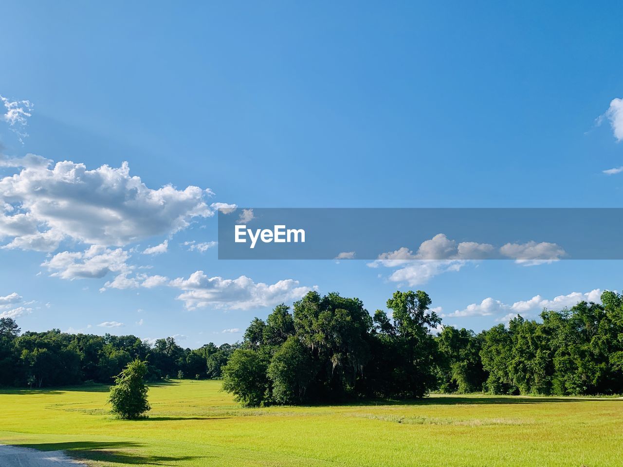 TREES GROWING ON FIELD AGAINST SKY