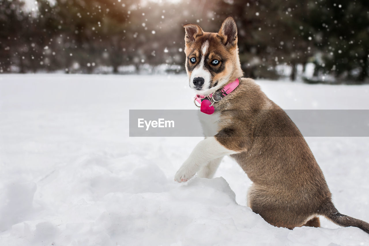 Alaskan husky puppy dog happy and playing in the cold winter snow