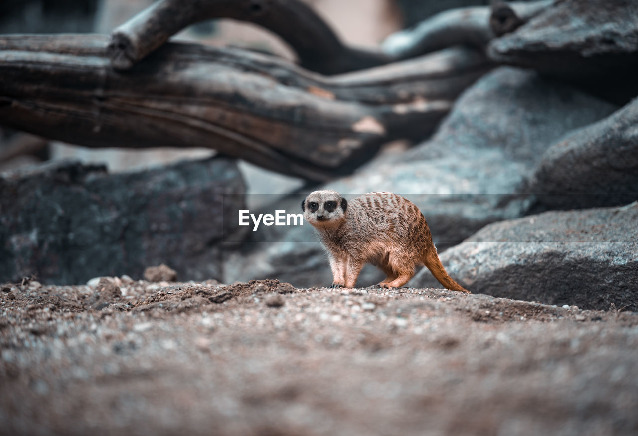 Wild meerkat looking at camera in front of rocks