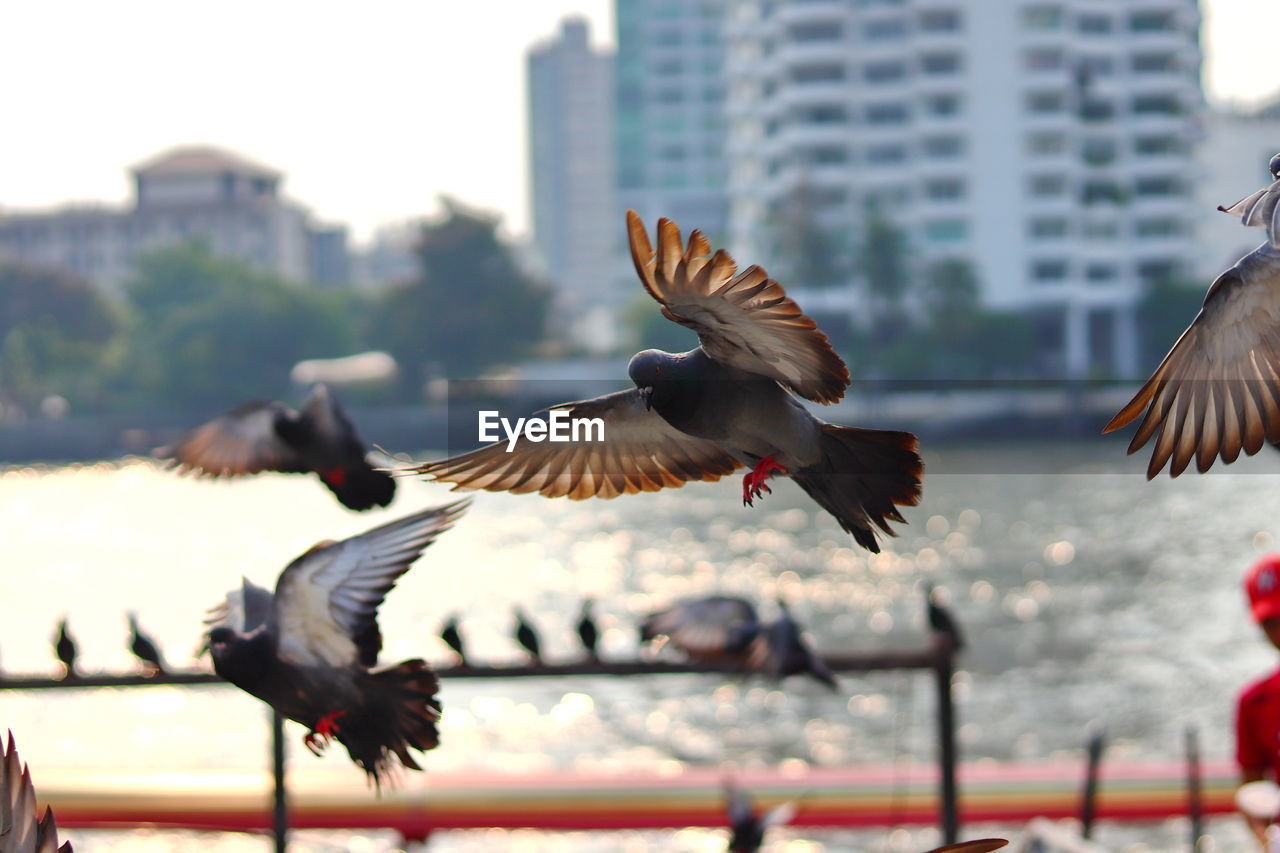 FLOCK OF SEAGULLS FLYING