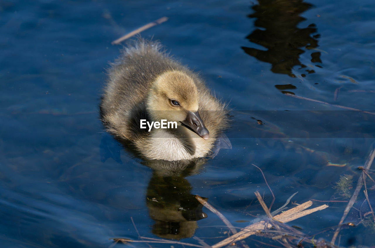 HIGH ANGLE VIEW OF DUCKLINGS IN LAKE