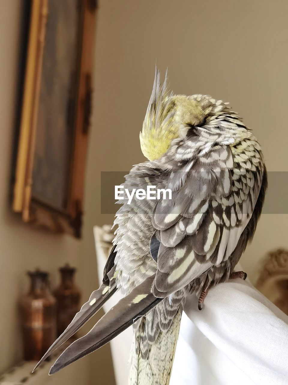 CLOSE-UP OF OWL PERCHING ON WOOD