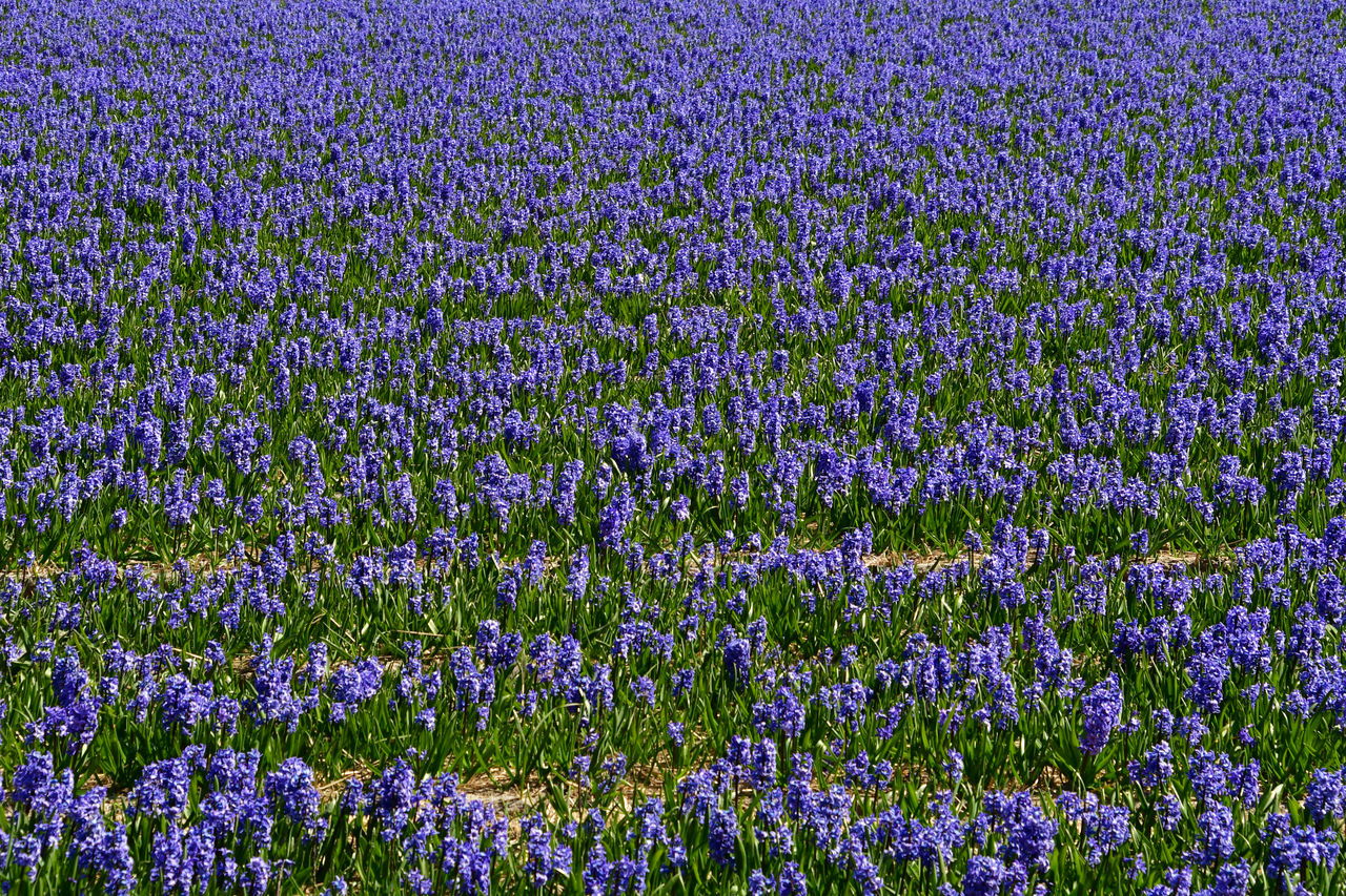 Full frame shot of purple flowering plants on field