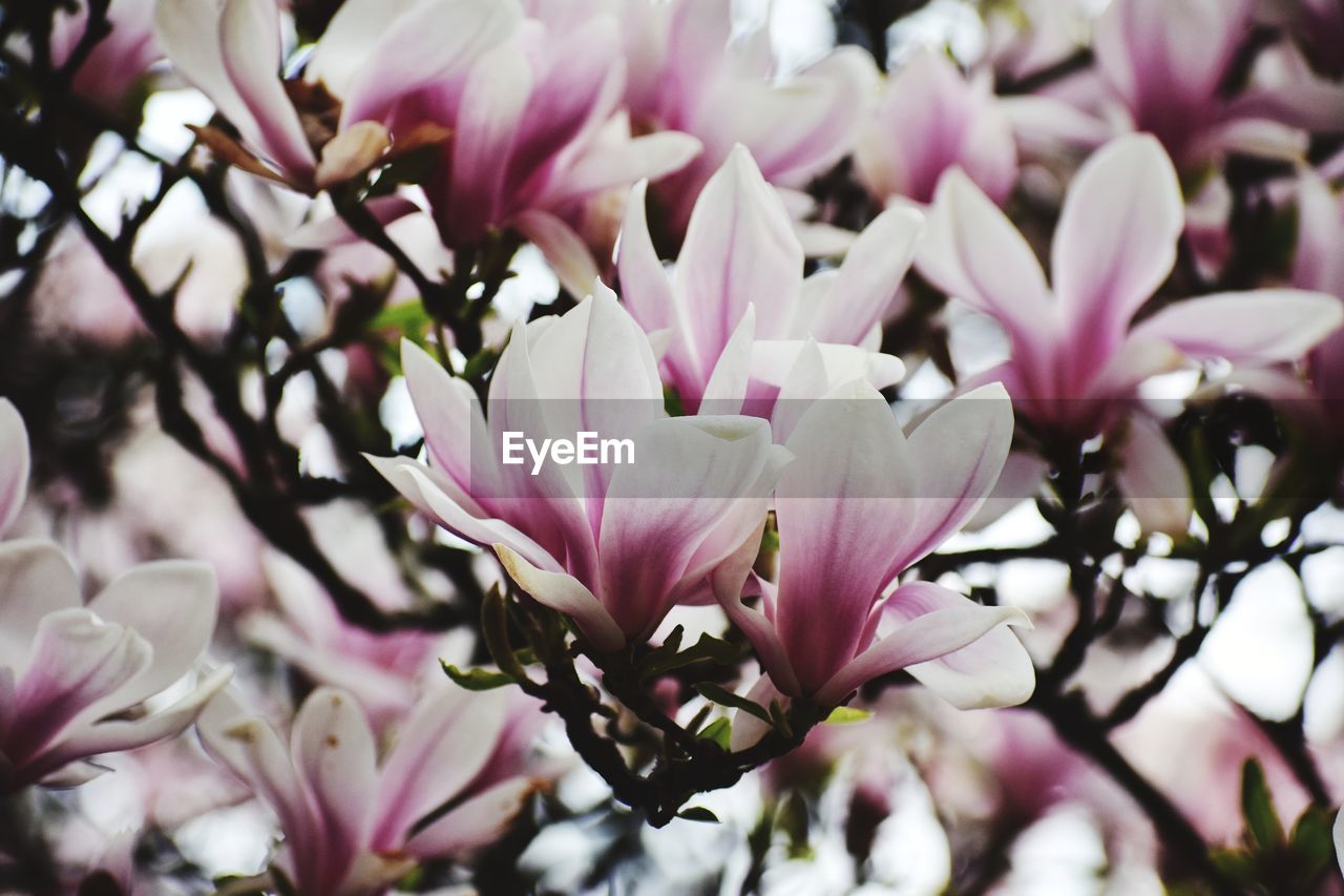 plant, flower, flowering plant, freshness, beauty in nature, blossom, pink, fragility, growth, magnolia, close-up, spring, petal, springtime, tree, nature, no people, branch, flower head, inflorescence, selective focus, macro photography, focus on foreground, botany, outdoors, lilac, day, purple